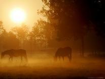 Horses Graze in a Meadow in Early Morning Fog in Langenhagen Near Hanover, Germany, Oct 17, 2006-Kai-uwe Knoth-Photographic Print