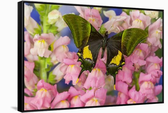 Kaiser-I-Hind or Emperor of India Butterfly, Teinopalpus Imperialis-Darrell Gulin-Framed Stretched Canvas