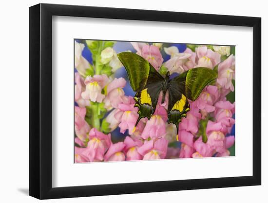 Kaiser-I-Hind or Emperor of India Butterfly, Teinopalpus Imperialis-Darrell Gulin-Framed Premium Photographic Print