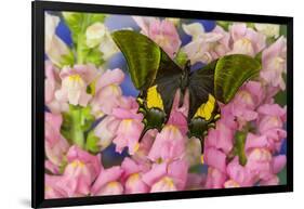 Kaiser-I-Hind or Emperor of India Butterfly, Teinopalpus Imperialis-Darrell Gulin-Framed Photographic Print