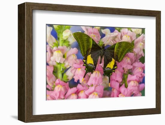 Kaiser-I-Hind or Emperor of India Butterfly, Teinopalpus Imperialis-Darrell Gulin-Framed Photographic Print