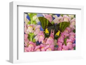 Kaiser-I-Hind or Emperor of India Butterfly, Teinopalpus Imperialis-Darrell Gulin-Framed Photographic Print