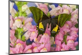 Kaiser-I-Hind or Emperor of India Butterfly, Teinopalpus Imperialis-Darrell Gulin-Mounted Photographic Print