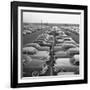 Kaisers Awaiting Delivery to Dealers-null-Framed Photographic Print