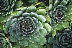 Hens And Chicks' Succulents-Kaj Svensson-Photographic Print