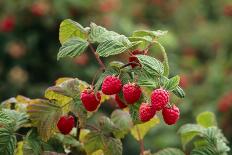 Ripe Fruit Hanging From a Raspberry Bush-Kaj Svensson-Photographic Print