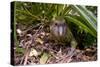 Kakapo Wild Male known as Sirocco-null-Stretched Canvas