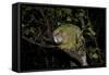 Kakapo Wild Male known as Sirocco-null-Framed Stretched Canvas