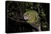 Kakapo Wild Male known as Sirocco-null-Stretched Canvas