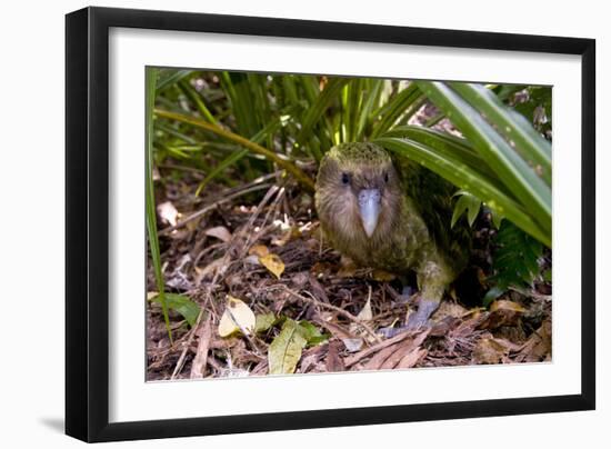 Kakapo Wild Male known as Sirocco-null-Framed Photographic Print