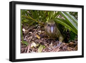 Kakapo Wild Male known as Sirocco-null-Framed Photographic Print