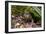 Kakapo Wild Male known as Sirocco-null-Framed Photographic Print