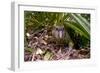 Kakapo Wild Male known as Sirocco-null-Framed Photographic Print