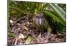 Kakapo Wild Male known as Sirocco-null-Mounted Photographic Print