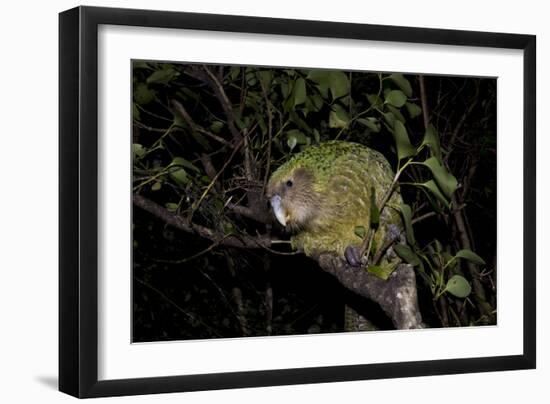 Kakapo Wild Male known as Sirocco-null-Framed Photographic Print