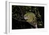 Kakapo Wild Male known as Sirocco-null-Framed Photographic Print