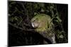 Kakapo Wild Male known as Sirocco-null-Mounted Photographic Print