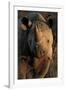 Kalahari Desert of Botswana, South Africa, and Namibia, black rhinoceros.-Art Wolfe-Framed Photographic Print