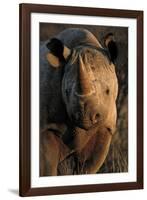 Kalahari Desert of Botswana, South Africa, and Namibia, black rhinoceros.-Art Wolfe-Framed Photographic Print