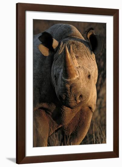 Kalahari Desert of Botswana, South Africa, and Namibia, black rhinoceros.-Art Wolfe-Framed Photographic Print