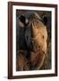 Kalahari Desert of Botswana, South Africa, and Namibia, black rhinoceros.-Art Wolfe-Framed Photographic Print