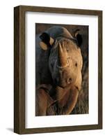 Kalahari Desert of Botswana, South Africa, and Namibia, black rhinoceros.-Art Wolfe-Framed Photographic Print