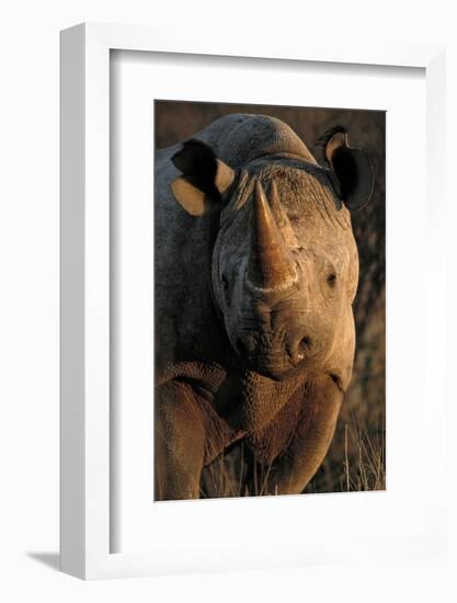 Kalahari Desert of Botswana, South Africa, and Namibia, black rhinoceros.-Art Wolfe-Framed Photographic Print