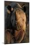 Kalahari Desert of Botswana, South Africa, and Namibia, black rhinoceros.-Art Wolfe-Mounted Photographic Print