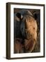 Kalahari Desert of Botswana, South Africa, and Namibia, black rhinoceros.-Art Wolfe-Framed Photographic Print