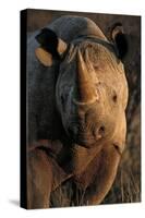 Kalahari Desert of Botswana, South Africa, and Namibia, black rhinoceros.-Art Wolfe-Stretched Canvas