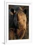 Kalahari Desert of Botswana, South Africa, and Namibia, black rhinoceros.-Art Wolfe-Framed Photographic Print