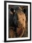 Kalahari Desert of Botswana, South Africa, and Namibia, black rhinoceros.-Art Wolfe-Framed Photographic Print