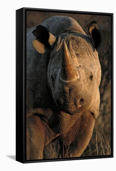 Kalahari Desert of Botswana, South Africa, and Namibia, black rhinoceros.-Art Wolfe-Framed Stretched Canvas