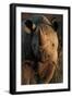 Kalahari Desert of Botswana, South Africa, and Namibia, black rhinoceros.-Art Wolfe-Framed Premium Photographic Print