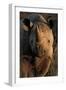 Kalahari Desert of Botswana, South Africa, and Namibia, black rhinoceros.-Art Wolfe-Framed Premium Photographic Print