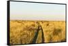 Kalahari Desert Track, Nxai Pan National Park, Botswana-Paul Souders-Framed Stretched Canvas