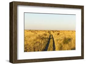 Kalahari Desert Track, Nxai Pan National Park, Botswana-Paul Souders-Framed Photographic Print