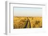 Kalahari Desert Track, Nxai Pan National Park, Botswana-Paul Souders-Framed Photographic Print