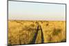 Kalahari Desert Track, Nxai Pan National Park, Botswana-Paul Souders-Mounted Photographic Print
