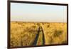 Kalahari Desert Track, Nxai Pan National Park, Botswana-Paul Souders-Framed Photographic Print