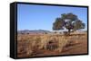 Kalahari Desert-jlombard-Framed Stretched Canvas