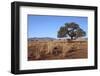 Kalahari Desert-jlombard-Framed Photographic Print