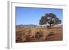 Kalahari Desert-jlombard-Framed Photographic Print