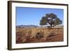 Kalahari Desert-jlombard-Framed Photographic Print