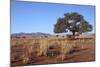 Kalahari Desert-jlombard-Mounted Photographic Print