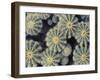 Kalahari-Irene Suchocki-Framed Giclee Print