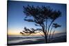Kalaloch Beach, Olympic Peninsula, wind blown tree.-Jolly Sienda-Stretched Canvas