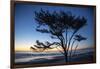 Kalaloch Beach, Olympic Peninsula, wind blown tree.-Jolly Sienda-Framed Photographic Print