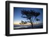 Kalaloch Beach, Olympic Peninsula, wind blown tree.-Jolly Sienda-Framed Photographic Print