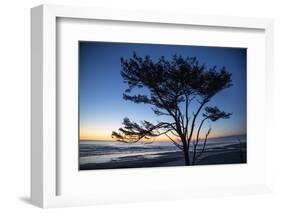Kalaloch Beach, Olympic Peninsula, wind blown tree.-Jolly Sienda-Framed Photographic Print